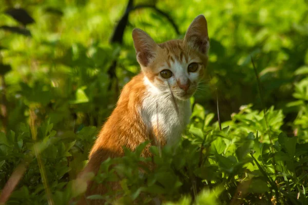 Çimenlikteki turuncu kediler kendilerini kamufle etmek ve avlarını gözlemlemek için otların yüksekliğini kullanırlar..