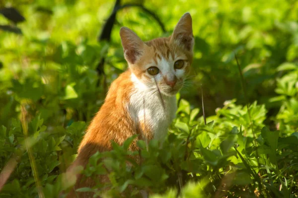 Çimenlikteki turuncu kediler kendilerini kamufle etmek ve avlarını gözlemlemek için otların yüksekliğini kullanırlar..