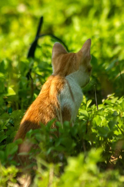 Çimenlikteki turuncu kediler kendilerini kamufle etmek ve avlarını gözlemlemek için otların yüksekliğini kullanırlar..