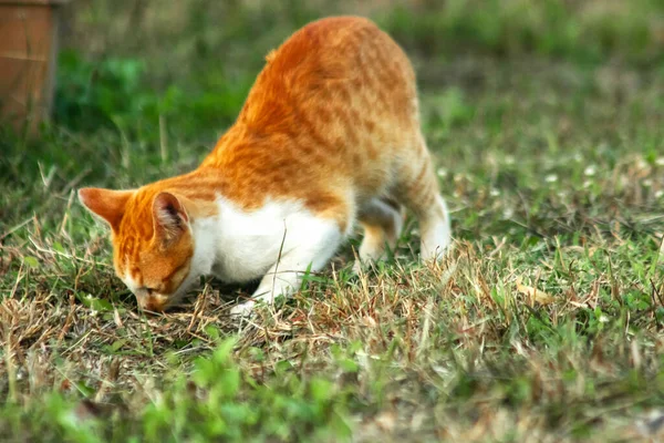 Çimenlikteki turuncu kediler kendilerini kamufle etmek ve avlarını gözlemlemek için otların yüksekliğini kullanırlar..