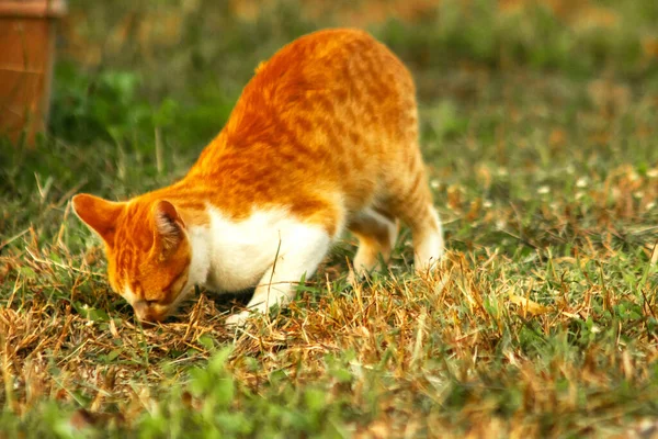 Çimenlikteki turuncu kediler kendilerini kamufle etmek ve avlarını gözlemlemek için otların yüksekliğini kullanırlar..