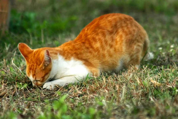 Çimenlikteki turuncu kediler kendilerini kamufle etmek ve avlarını gözlemlemek için otların yüksekliğini kullanırlar..