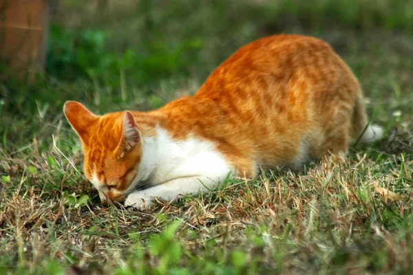 Çimenlikteki turuncu kediler kendilerini kamufle etmek ve avlarını gözlemlemek için otların yüksekliğini kullanırlar..