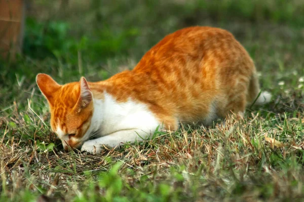 Çimenlikteki turuncu kediler kendilerini kamufle etmek ve avlarını gözlemlemek için otların yüksekliğini kullanırlar..