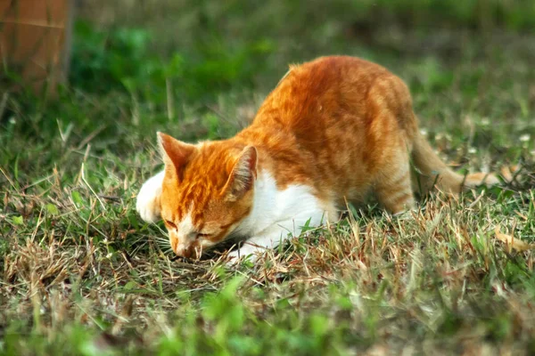 Çimenlikteki turuncu kediler kendilerini kamufle etmek ve avlarını gözlemlemek için otların yüksekliğini kullanırlar..