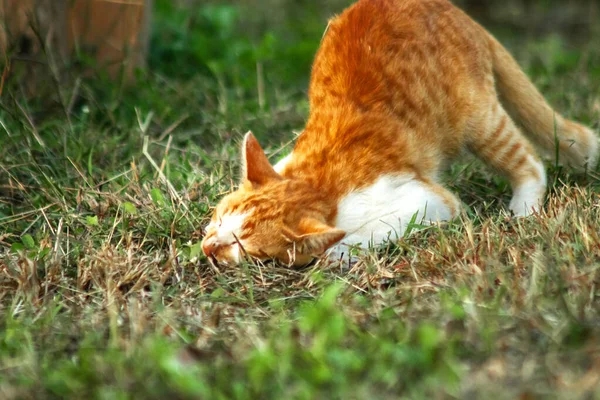 Çimenlikteki turuncu kediler kendilerini kamufle etmek ve avlarını gözlemlemek için otların yüksekliğini kullanırlar..