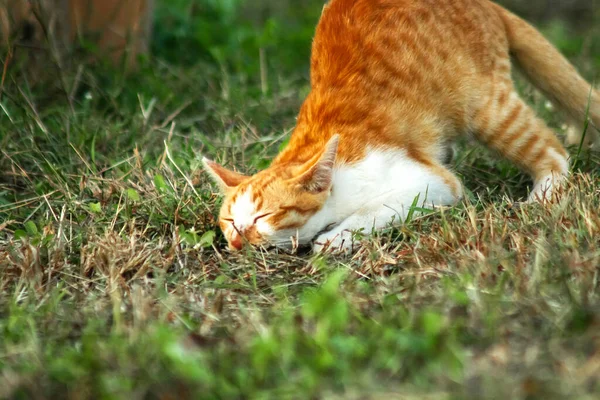 Çimenlikteki turuncu kediler kendilerini kamufle etmek ve avlarını gözlemlemek için otların yüksekliğini kullanırlar..