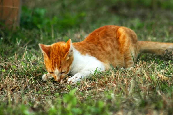 Çimenlikteki turuncu kediler kendilerini kamufle etmek ve avlarını gözlemlemek için otların yüksekliğini kullanırlar..