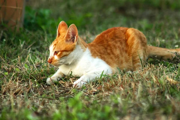 Çimenlikteki turuncu kediler kendilerini kamufle etmek ve avlarını gözlemlemek için otların yüksekliğini kullanırlar..