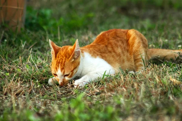 Çimenlikteki turuncu kediler kendilerini kamufle etmek ve avlarını gözlemlemek için otların yüksekliğini kullanırlar..