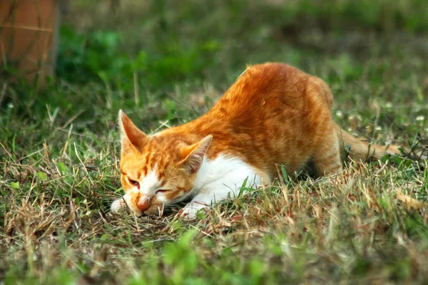 Çimenlikteki turuncu kediler kendilerini kamufle etmek ve avlarını gözlemlemek için otların yüksekliğini kullanırlar..