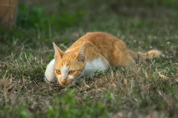 Çimenlikteki turuncu kediler kendilerini kamufle etmek ve avlarını gözlemlemek için otların yüksekliğini kullanırlar..