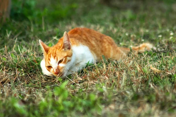 Çimenlikteki turuncu kediler kendilerini kamufle etmek ve avlarını gözlemlemek için otların yüksekliğini kullanırlar..