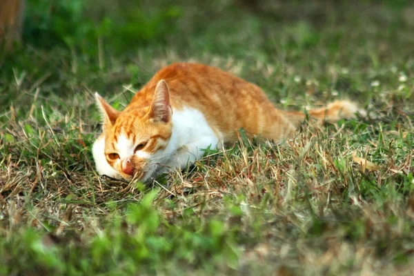 Çimenlikteki turuncu kediler kendilerini kamufle etmek ve avlarını gözlemlemek için otların yüksekliğini kullanırlar..