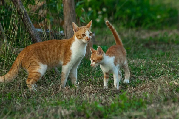 Çimenlikteki turuncu kediler kendilerini kamufle etmek ve avlarını gözlemlemek için otların yüksekliğini kullanırlar..