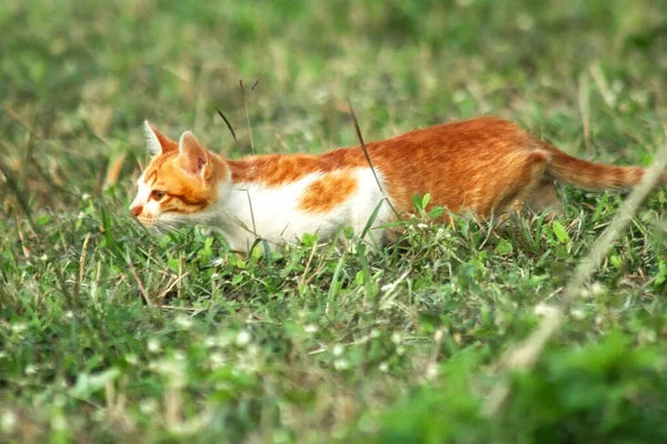 Çimenlikteki turuncu kediler kendilerini kamufle etmek ve avlarını gözlemlemek için otların yüksekliğini kullanırlar..