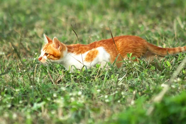 Çimenlikteki turuncu kediler kendilerini kamufle etmek ve avlarını gözlemlemek için otların yüksekliğini kullanırlar..
