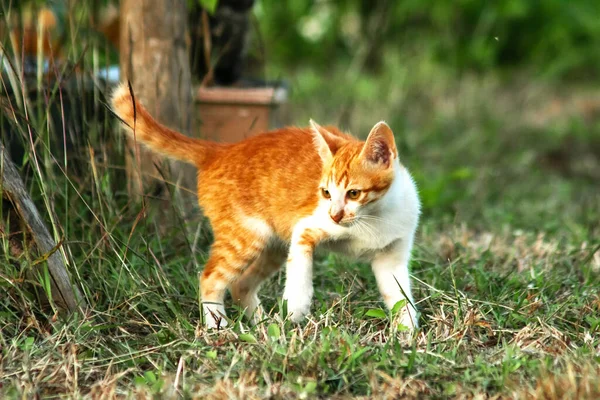 Çimenlikteki turuncu kediler kendilerini kamufle etmek ve avlarını gözlemlemek için otların yüksekliğini kullanırlar..