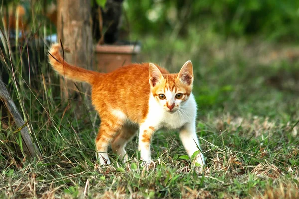 Çimenlikteki turuncu kediler kendilerini kamufle etmek ve avlarını gözlemlemek için otların yüksekliğini kullanırlar..