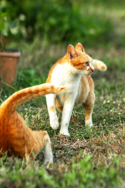 Çimenlikteki turuncu kediler kendilerini kamufle etmek ve avlarını gözlemlemek için otların yüksekliğini kullanırlar..