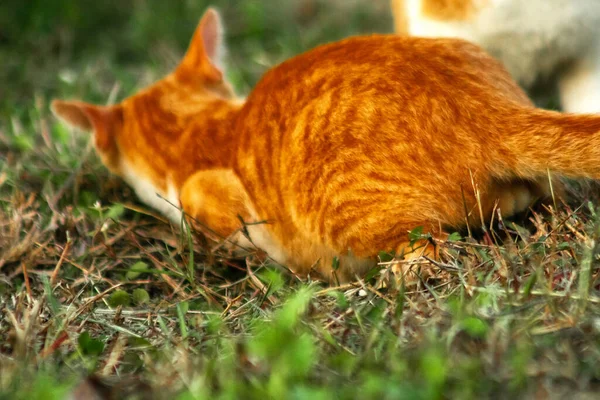 Çimenlikteki turuncu kediler kendilerini kamufle etmek ve avlarını gözlemlemek için otların yüksekliğini kullanırlar..