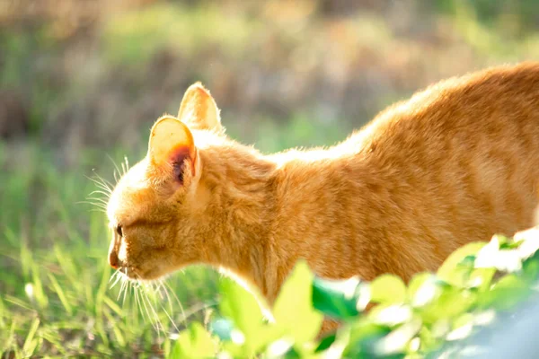 Çimenlikteki turuncu kediler kendilerini kamufle etmek ve avlarını gözlemlemek için otların yüksekliğini kullanırlar..
