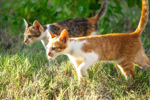 Çimenlikteki turuncu kediler kendilerini kamufle etmek ve avlarını gözlemlemek için otların yüksekliğini kullanırlar..