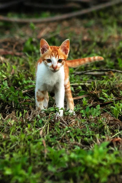 Çimenlikteki turuncu kediler kendilerini kamufle etmek ve avlarını gözlemlemek için otların yüksekliğini kullanırlar..