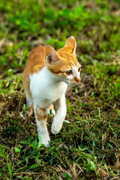 Çimenlikteki turuncu kediler kendilerini kamufle etmek ve avlarını gözlemlemek için otların yüksekliğini kullanırlar..