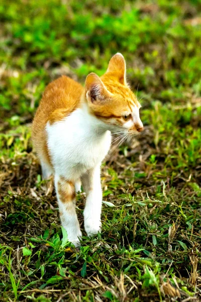Çimenlikteki turuncu kediler kendilerini kamufle etmek ve avlarını gözlemlemek için otların yüksekliğini kullanırlar..