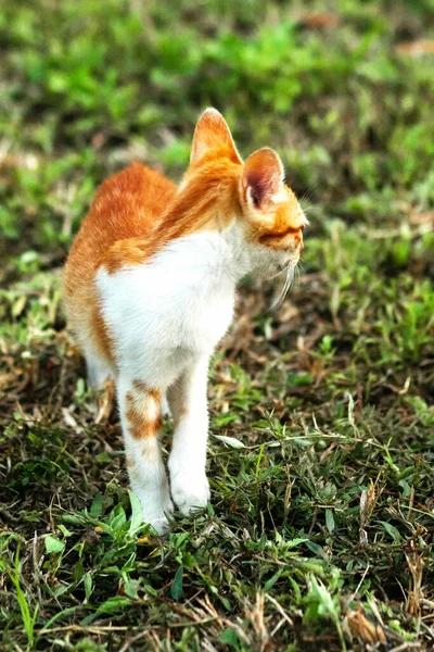 Çimenlikteki turuncu kediler kendilerini kamufle etmek ve avlarını gözlemlemek için otların yüksekliğini kullanırlar..