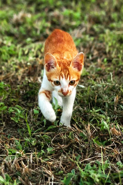Çimenlikteki turuncu kediler kendilerini kamufle etmek ve avlarını gözlemlemek için otların yüksekliğini kullanırlar..