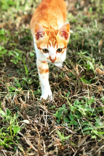 Çimenlikteki turuncu kediler kendilerini kamufle etmek ve avlarını gözlemlemek için otların yüksekliğini kullanırlar..