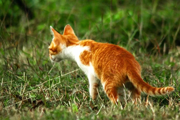 Çimenlikteki turuncu kediler kendilerini kamufle etmek ve avlarını gözlemlemek için otların yüksekliğini kullanırlar..