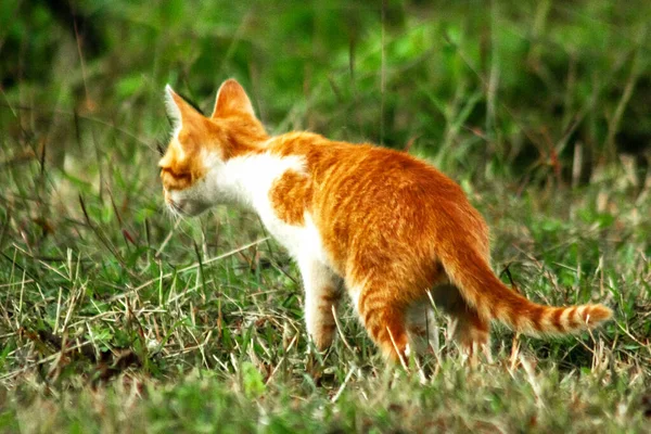 Çimenlikteki turuncu kediler kendilerini kamufle etmek ve avlarını gözlemlemek için otların yüksekliğini kullanırlar..