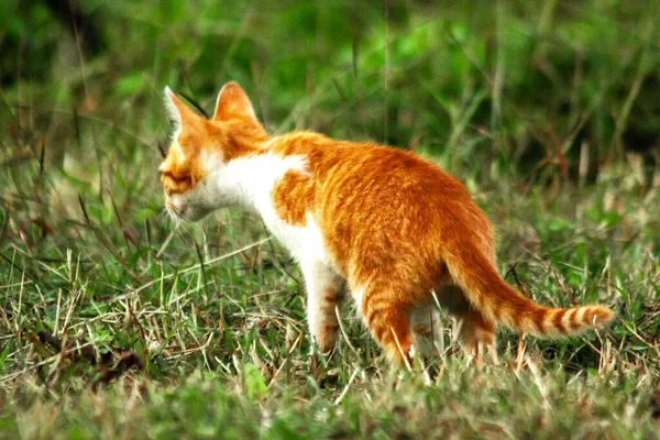 Çimenlikteki turuncu kediler kendilerini kamufle etmek ve avlarını gözlemlemek için otların yüksekliğini kullanırlar..