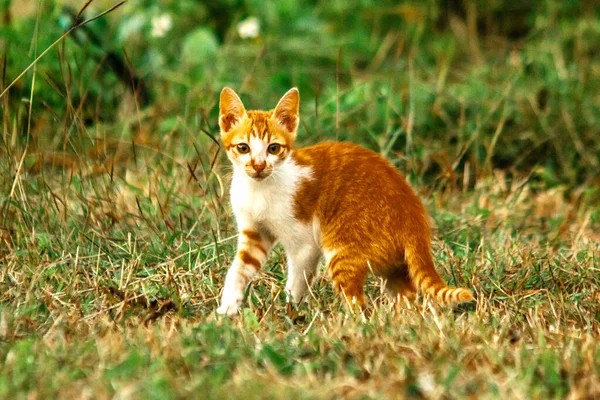 Çimenlikteki turuncu kediler kendilerini kamufle etmek ve avlarını gözlemlemek için otların yüksekliğini kullanırlar..