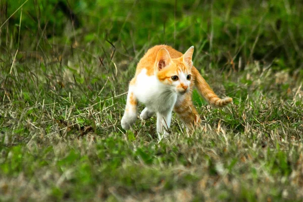 Çimenlikteki turuncu kediler kendilerini kamufle etmek ve avlarını gözlemlemek için otların yüksekliğini kullanırlar..
