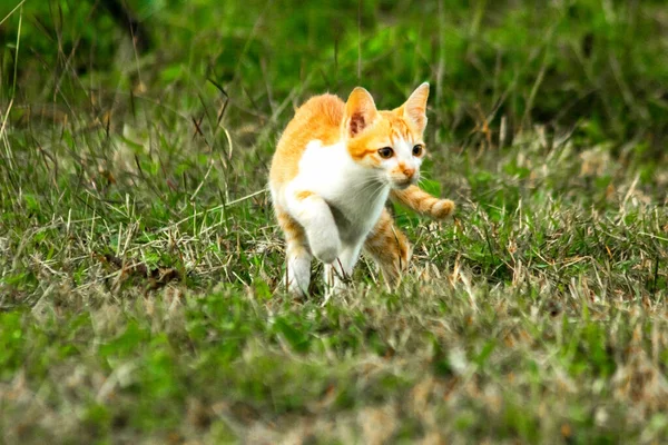 Çimenlikteki turuncu kediler kendilerini kamufle etmek ve avlarını gözlemlemek için otların yüksekliğini kullanırlar..