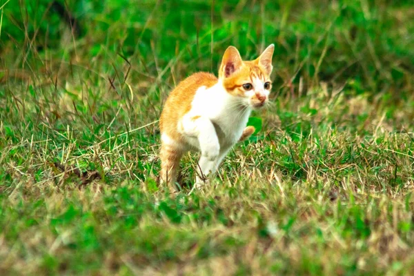 Çimenlikteki turuncu kediler kendilerini kamufle etmek ve avlarını gözlemlemek için otların yüksekliğini kullanırlar..