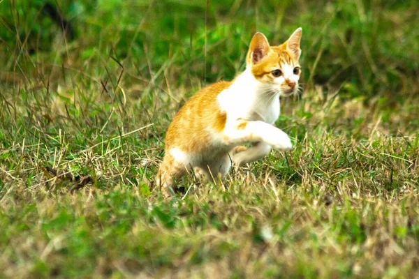 Çimenlikteki turuncu kediler kendilerini kamufle etmek ve avlarını gözlemlemek için otların yüksekliğini kullanırlar..