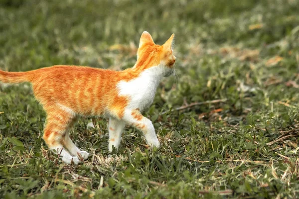 Çimenlikteki turuncu kediler kendilerini kamufle etmek ve avlarını gözlemlemek için otların yüksekliğini kullanırlar..