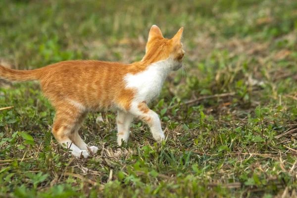 Çimenlikteki turuncu kediler kendilerini kamufle etmek ve avlarını gözlemlemek için otların yüksekliğini kullanırlar..