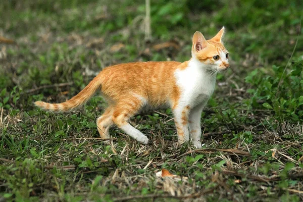 Çimenlikteki turuncu kediler kendilerini kamufle etmek ve avlarını gözlemlemek için otların yüksekliğini kullanırlar..