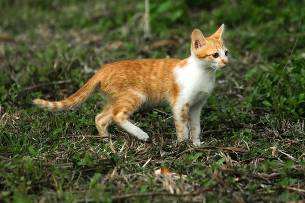 Çimenlikteki turuncu kediler kendilerini kamufle etmek ve avlarını gözlemlemek için otların yüksekliğini kullanırlar..