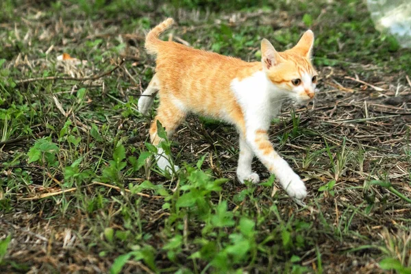 Çimenlikteki turuncu kediler kendilerini kamufle etmek ve avlarını gözlemlemek için otların yüksekliğini kullanırlar..