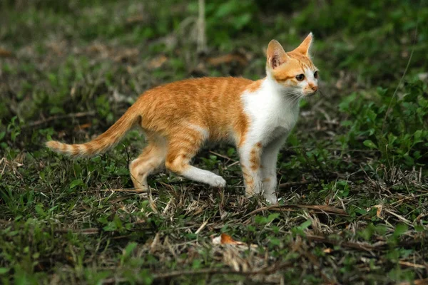 Çimenlikteki turuncu kediler kendilerini kamufle etmek ve avlarını gözlemlemek için otların yüksekliğini kullanırlar..