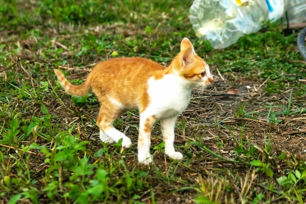 Çimenlikteki turuncu kediler kendilerini kamufle etmek ve avlarını gözlemlemek için otların yüksekliğini kullanırlar..