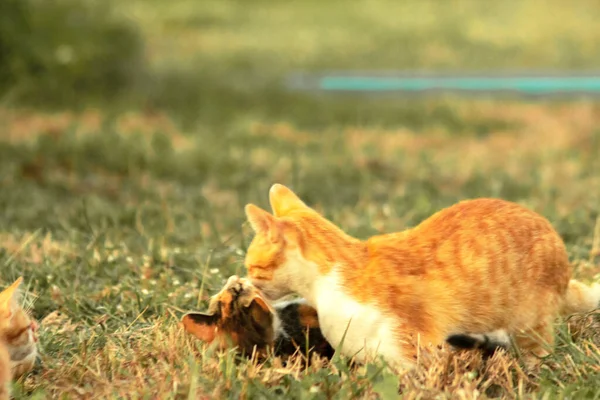Kedi yavrularının birlikte oynaması çok güzel bir manzara..