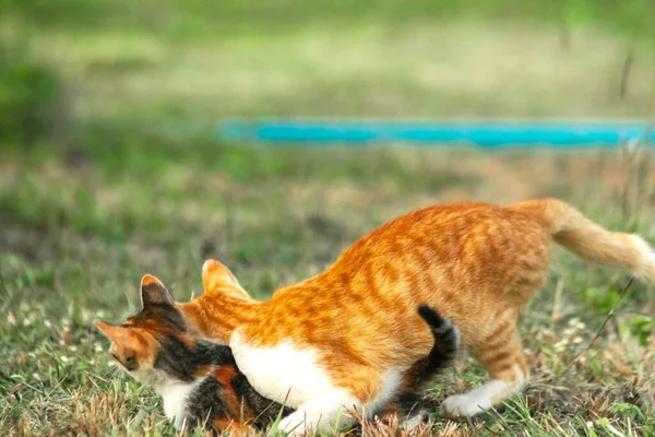 Kedi yavrularının birlikte oynaması çok güzel bir manzara..
